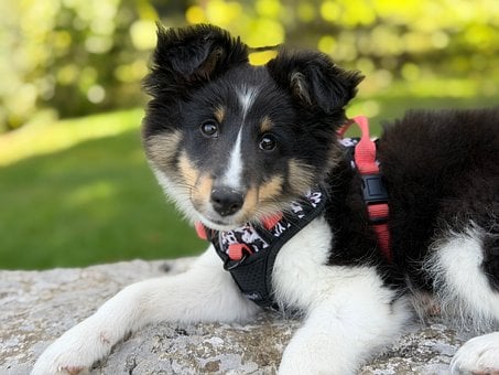 Cachorro, Perro Pastor De Shetland