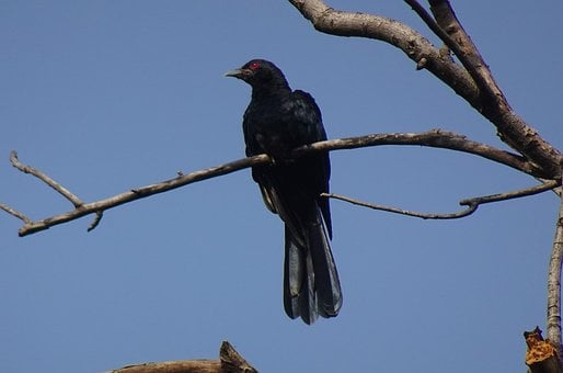 Fugl, Koel, Eudynamys Scolopaceus, Han