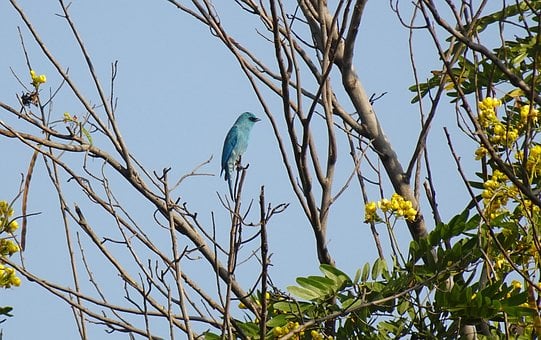 Fugl, Verditer, Verditer Flycatcher