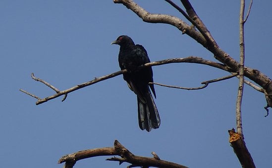 Fugl, Koel, Han, Sangfugl
