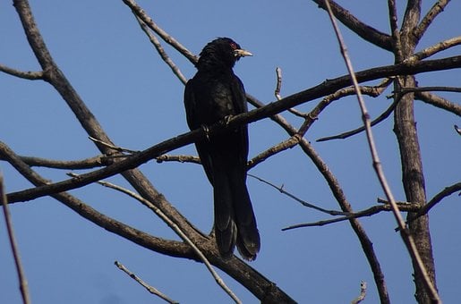 Fugl, Koel, Eudynamys Scolopaceus