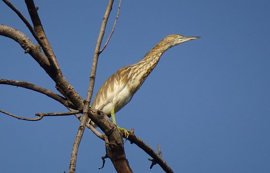 Fugl, Hejre, Indisk Damhejre, Natur