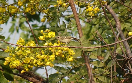 Fugl, Sangfugl, Grene, Gule Blomster