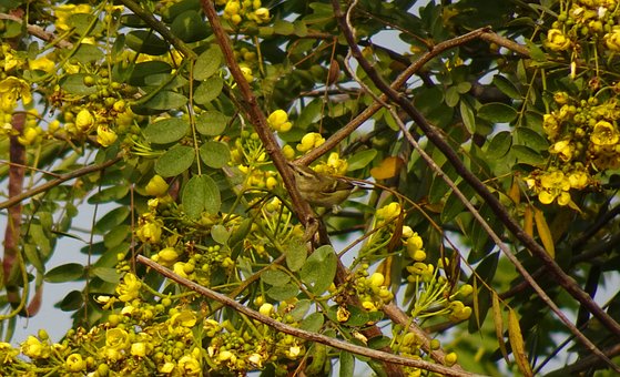 Pássaro, Pássaro Verde