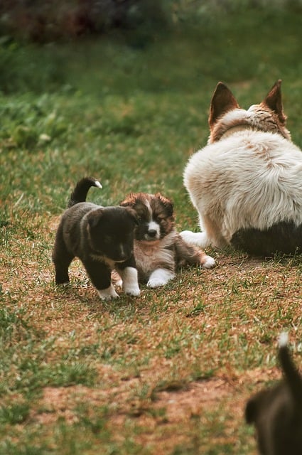 Welpe, Hund, Tier, Bellen, Junges, Natur