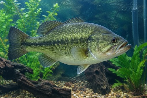 Free Largemouth Bass Aquarium Fish illustration and picture