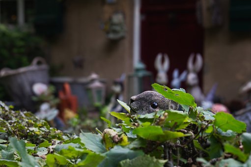 Free Sculpture Garden Art photo and picture