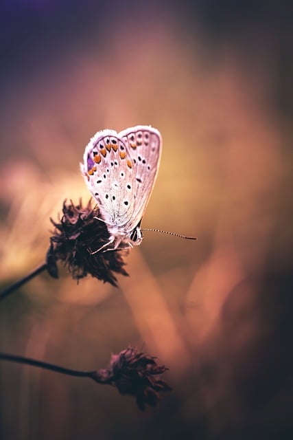 Borboleta, Natureza, Detalhe, Libélula