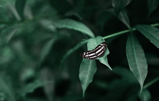 Free Butterfly Leaf photo and picture