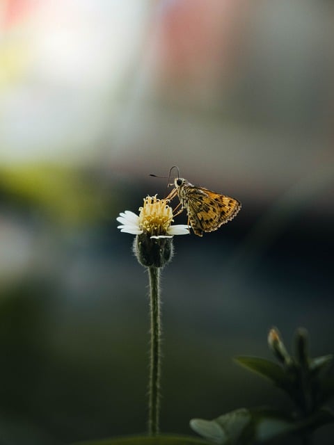 Free Butterfly Flower photo and picture
