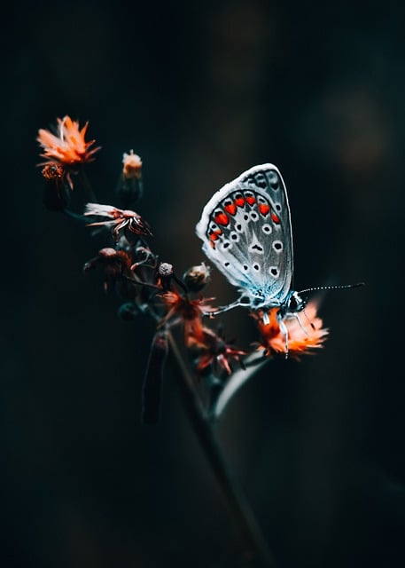 Free Butterfly Macro photo and picture