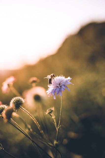 Free Bee Flower illustration and picture