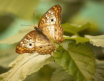 Free Butterfly Leaves illustration and picture