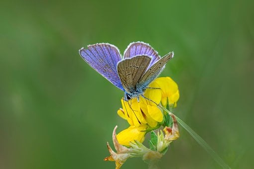 Free Butterfly Macro illustration and picture