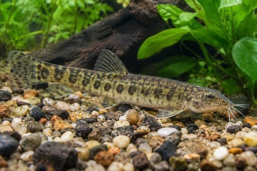 Free Loach Fish illustration and picture