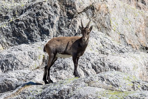 Steinbock, Berge, Stein, Wild, Tier
