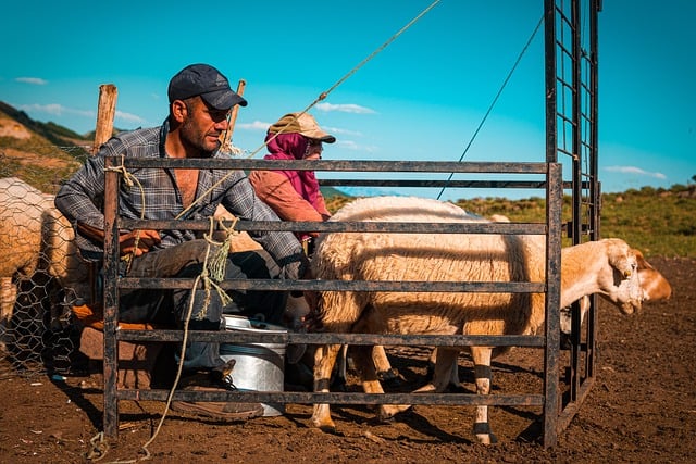 Free Farming Shepherd photo and picture