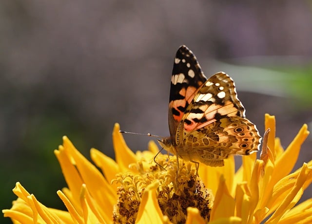 Mariposa, Zinnia, Flor, Insecto