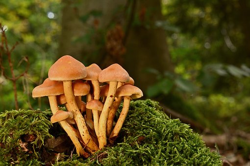 Free Mushrooms Forest photo and picture
