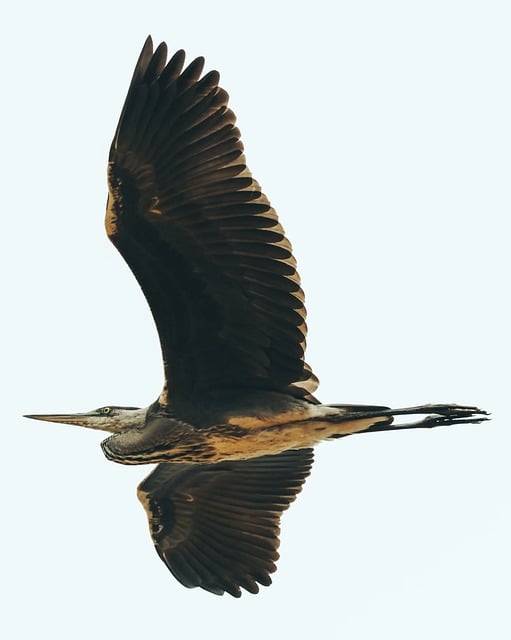 Free Grey Heron Bird photo and picture