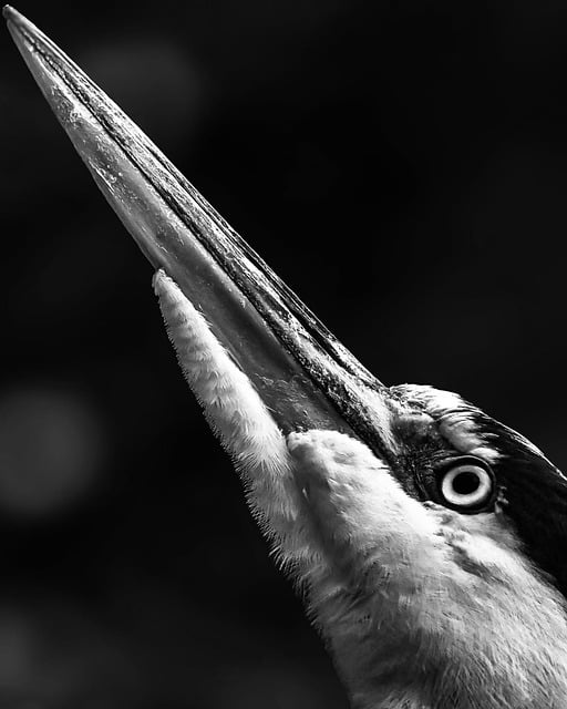 Blauwe Reiger, Macro, Snavel, Oog, Veren