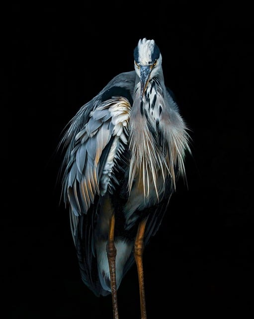 Garza Real, Pájaro, Plumaje, Cuello