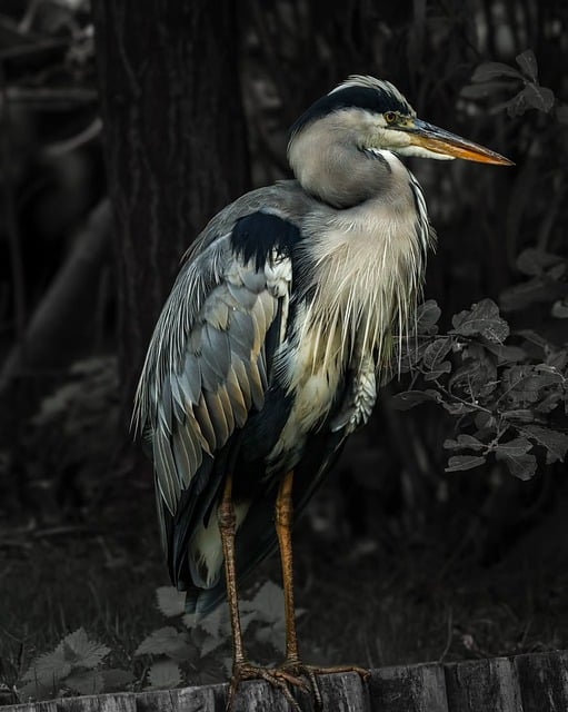 Free Grey Heron Bird photo and picture