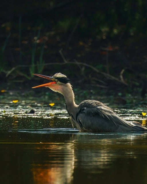 Free Grey Heron Heron photo and picture