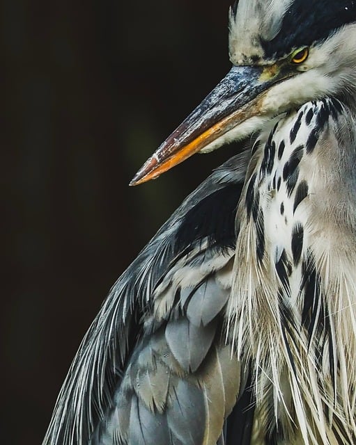 Free Grey Heron Bird photo and picture
