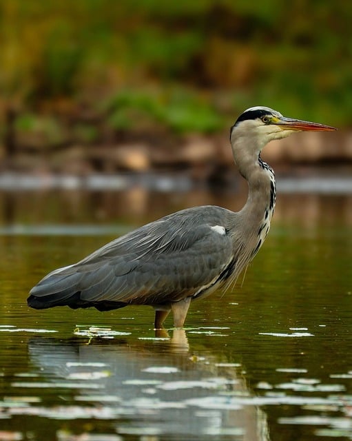 Free Grey Heron Bird photo and picture