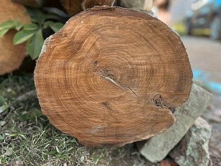 Free Stump Cross Section photo and picture
