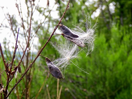 Lathyrus, Tør, Natur, Bælgfrugter, Lilla