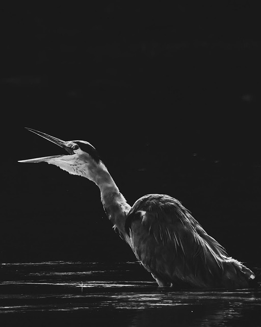 Garza Real, Llamada De Pájaro