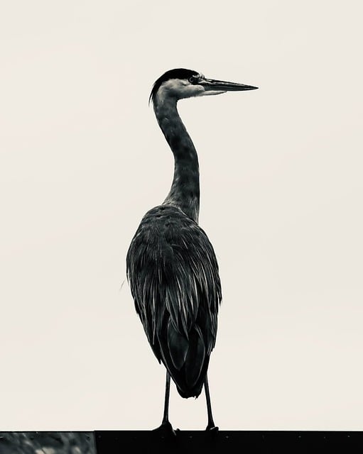 Free Heron Bird photo and picture