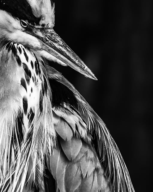 Free Grey Heron Bird Head photo and picture