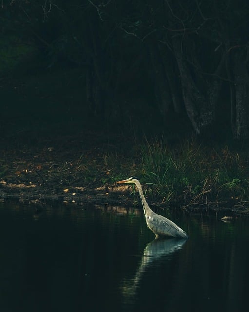 Free Grey Heron Bird photo and picture