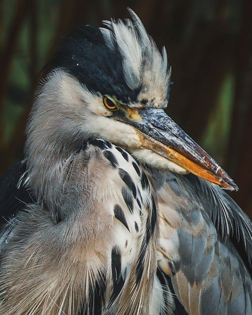 Free Grey Heron Bird Head photo and picture