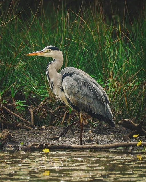 Free Grey Heron Bird photo and picture