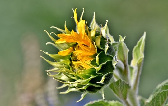 Solsikke, Blomst, Natur, Blomst Baggrund