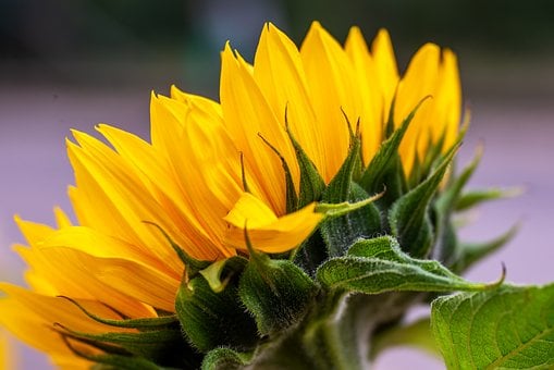 Solsikke, Gul, Natur, Flora, Blad