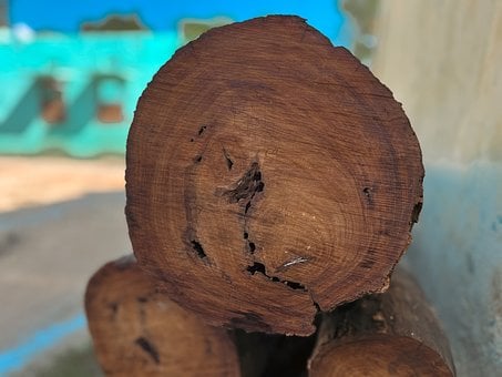 Free Wood Tree Trunk photo and picture