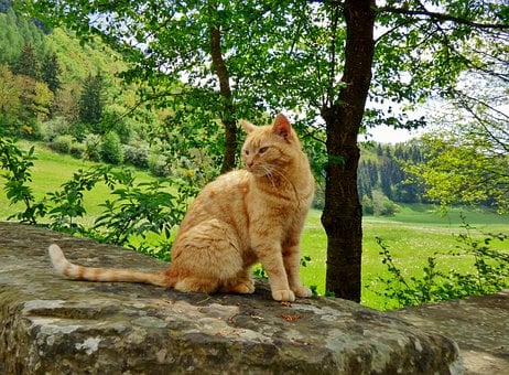 Kat, Natur, Kæledyr, Huskat, Udendørs