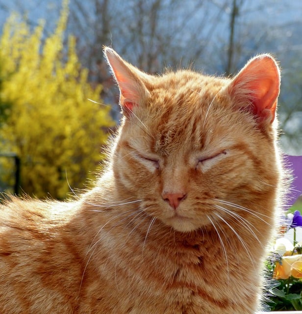 Kat, Kæledyr, Pattedyr, Rød Pels