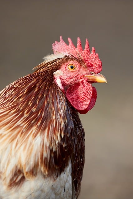 Free Rooster Bird photo and picture
