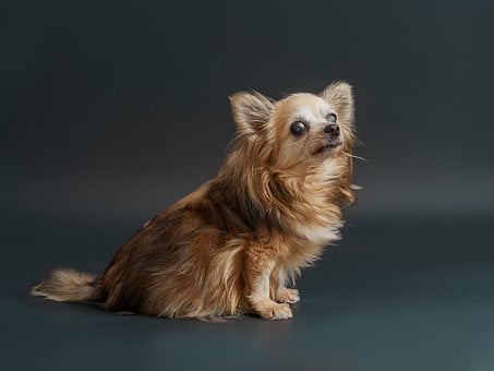 Chihuahua, Hund, Kæledyr, Senior