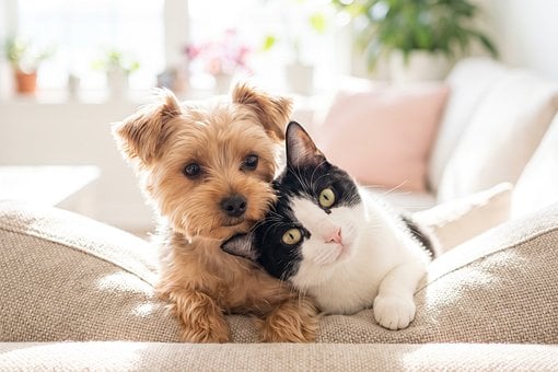 Hund, Kat, Hvalp, Kæledyr, Sofa, Stue