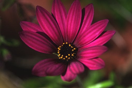 Kvet, Osteospermum, Africká Sedmokráska