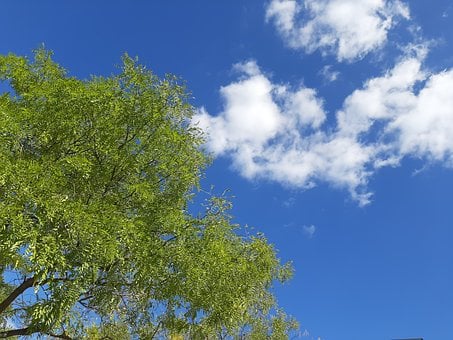 Træ, Blade, Himmel, Skyer, Blå, Grøn
