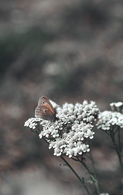 Schmetterling, Blume, Herbst, Insekt