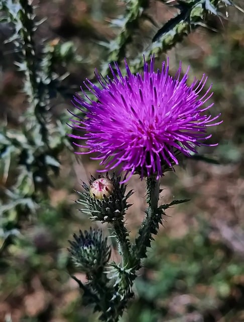 Flor, Rosa, Cardo, Natureza, Planta